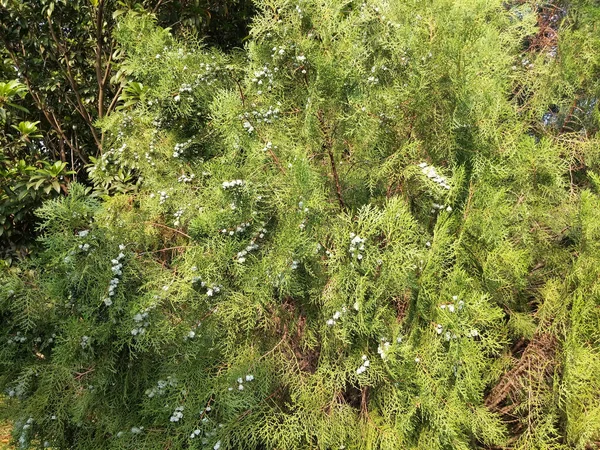 Een Close Shot Van Groene Bomen Onder Een Blauwe Lucht — Stockfoto