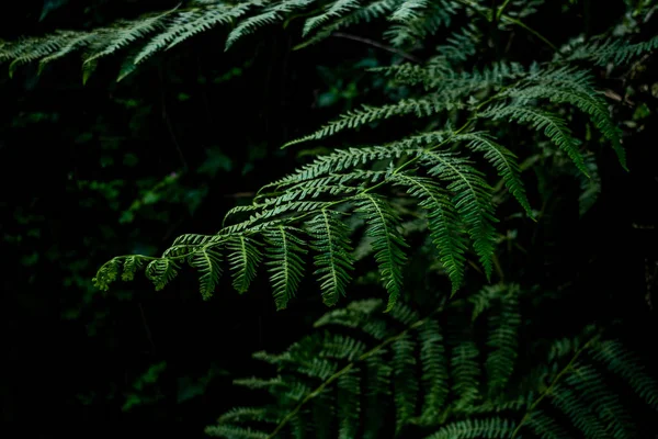 Closeup View Group Leaves White Dots Them Forest — Stock Photo, Image