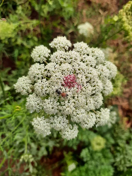 Overhead Shot Ammi Plant Blossomed White Flowers Garden — Stock Photo, Image