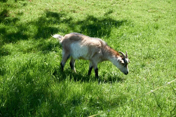 Uma Cabra Pastando Grama Verde Fresca Prado Ensolarado — Fotografia de Stock