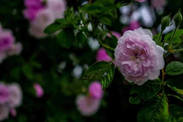 Piękny Widok Purpurowych Kwiatów Liści Rosnących Ogrodzie — Zdjęcie stockowe