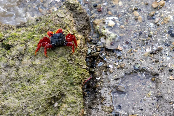 Primer Plano Cangrejo Rojo Negro Sobre Una Roca Musgosa — Foto de Stock