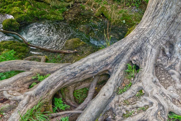 ドイツのバート ウラハの木の根の横の川の閉鎖ショット — ストック写真
