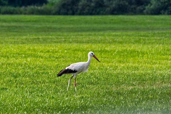 在绿地上行走的鹤的浅浅的聚焦点 — 图库照片