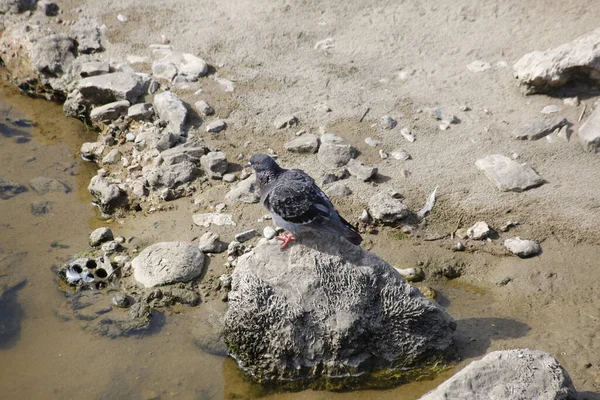 Gros Plan Pigeon Solitaire Perché Sur Rocher Bord Lac — Photo