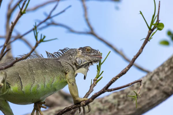 枝に緑の葉を食べる一般的な緑のイグアナ — ストック写真