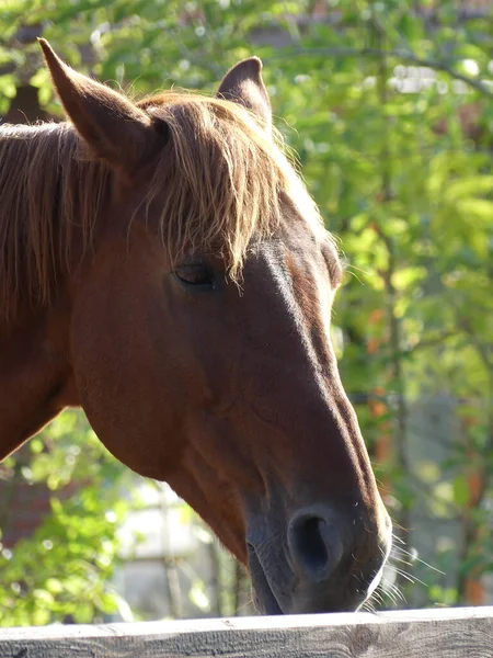 Ett Porträtt Brun Inhemsk Häst Som Vilar Utomhus — Stockfoto