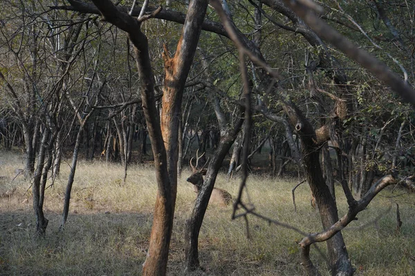Ett Rådjur Med Horn Nationalparken Ranthambore — Stockfoto