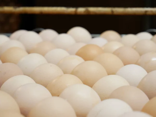 Foto Producción Huevos Gallina Fábricas — Foto de Stock