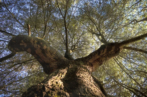 Uma Bela Vista Baixo Ângulo Tronco Árvore Folhas Ramos Uma — Fotografia de Stock