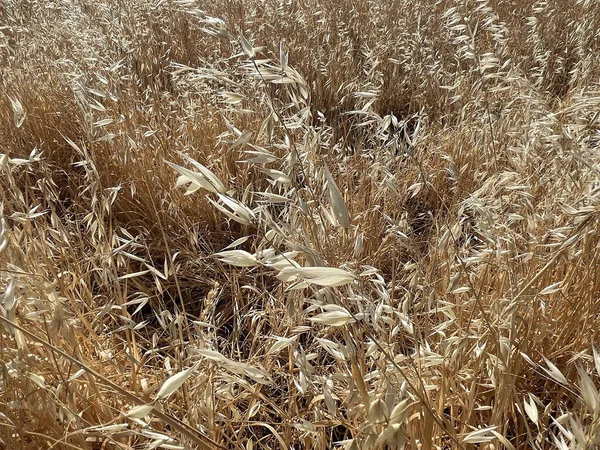 Closeup Shot Dried Grasses Field — Zdjęcie stockowe