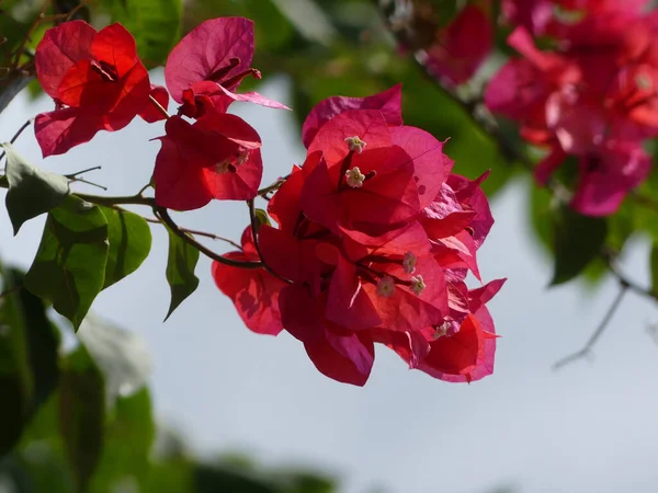 Flores Delicadas Gran Arbusto Buganvillas Color Rosa — Foto de Stock
