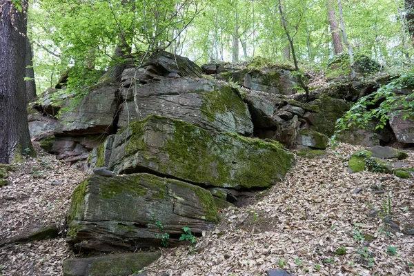 Nice Shot Green Forest — Stock Photo, Image