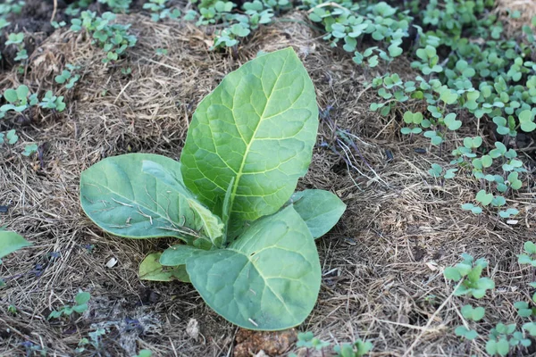 Primer Plano Una Planta Tabaco Con Grandes Hojas Verdes —  Fotos de Stock