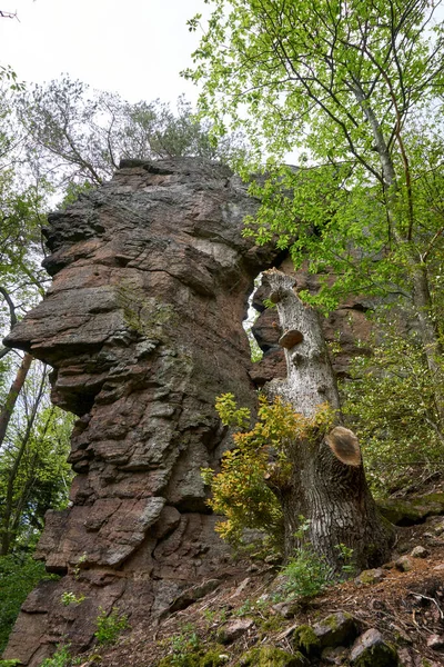 Tiro Pedras Uma Floresta Verde — Fotografia de Stock