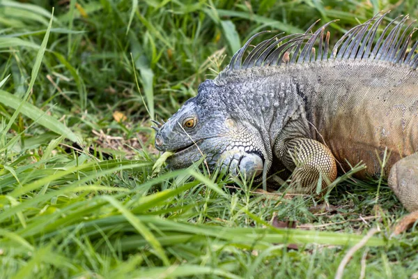 Close Uma Iguana Comendo Grama — Fotografia de Stock