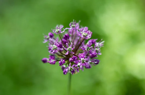 Enfoque Selectivo Una Flor Alium Sobre Fondo Verde —  Fotos de Stock