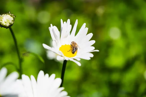 Closeup Shot Bee Pollinating Daisy — Stock Photo, Image