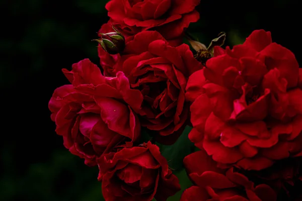 Vacker Utsikt Över Röda Blommor Och Blad Växer Den Mörka — Stockfoto