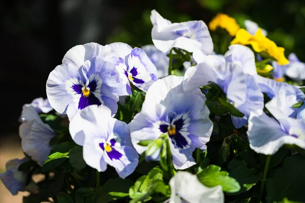 牧草地で青いパンジーのクローズアップショット — ストック写真