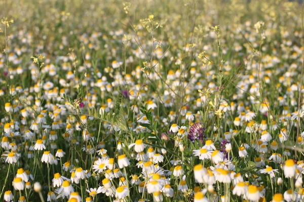 Eine Selektive Fokusaufnahme Von Kamillen Die Auf Einem Feld Wachsen — Stockfoto