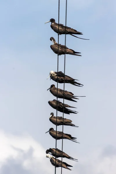 Seagull Hanging Rope Sky — Foto de Stock