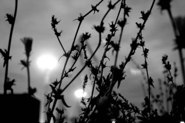 Сірий Знімок Польових Квітів — стокове фото