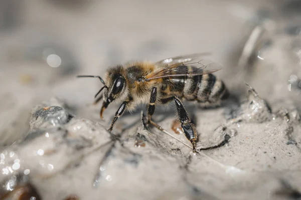 Zbliżenie Wody Pitnej Pszczół Mokrej Gleby Makro Shot — Zdjęcie stockowe