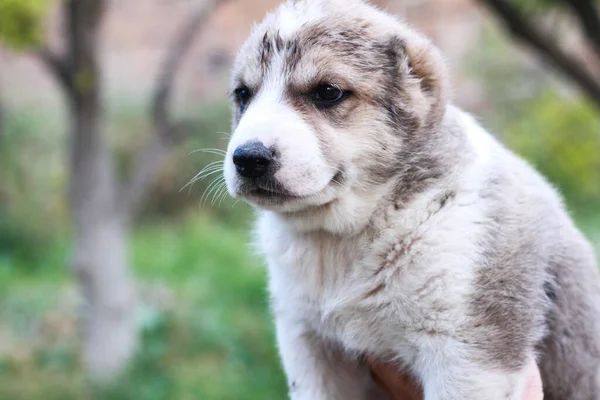 Lindo Pequeño Perro Pastor Asia Central Sobre Fondo Borroso Parque — Foto de Stock