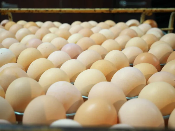 Φωτογραφία Της Παραγωγής Αυγών Κότας Στα Εργοστάσια — Φωτογραφία Αρχείου