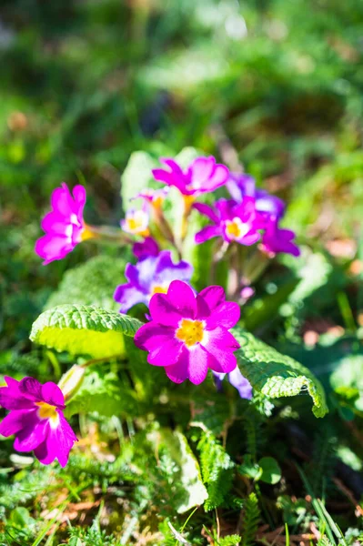 Vertical Closeup Shot Blooming Violet Primrose Flowers — Stock Photo, Image