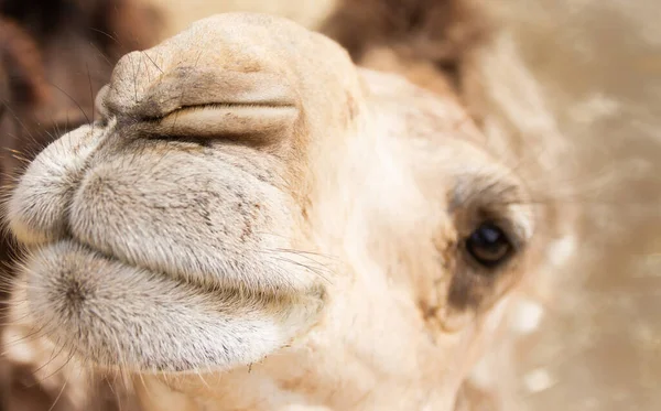 Nahaufnahme Des Gesichts Eines Kamels — Stockfoto