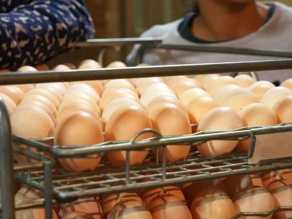 Photo Chicken Eggs Production Factories Humans Background — Φωτογραφία Αρχείου