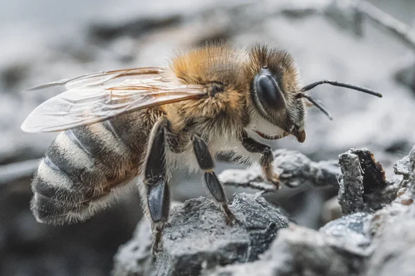 Zbliżenie Wody Pitnej Pszczół Mokrej Gleby Makro Shot — Zdjęcie stockowe