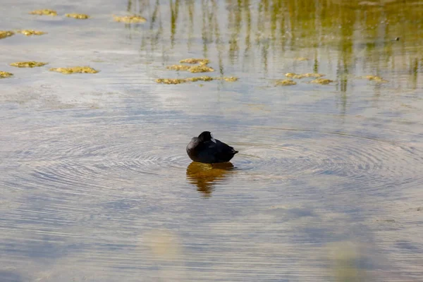 Lonely Common Coot Resting Lake — Stock Photo, Image