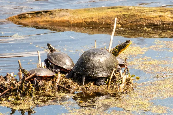 Een Close Shot Van Blanding Schildpadden Koesterend Een Moeras — Stockfoto