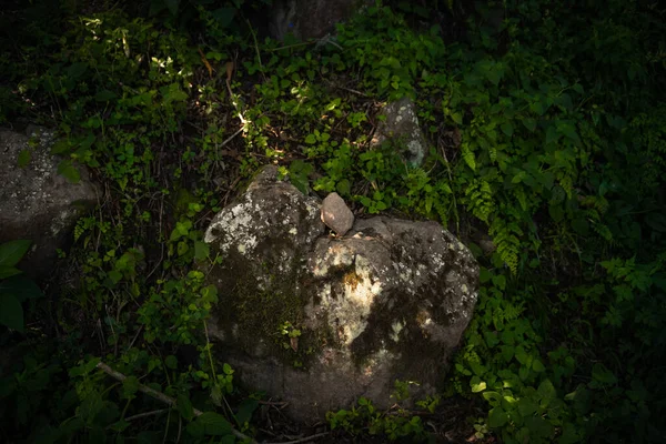 Una Vista Cerca Piedra Cubierta Musgo Las Hojas Planta Creciendo —  Fotos de Stock