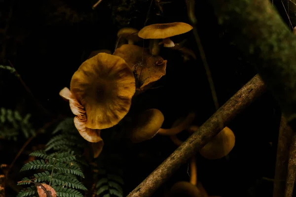 Vue Aérienne Des Champignons Des Arbres Des Feuilles Plantes Vertes — Photo