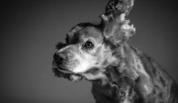 一张可爱的灰白相间的狗在灰色背景下摇动耳朵的照片 — 图库照片