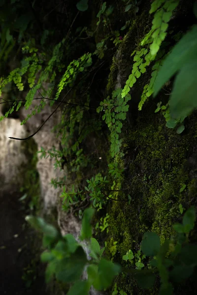Вид Крупным Планом Красивые Листья Растения Растущие Темноте Лесу — стоковое фото