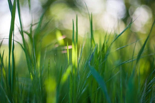 Enfoque Suave Largas Hojas Hierba Campo Con Efecto Bokeh — Foto de Stock