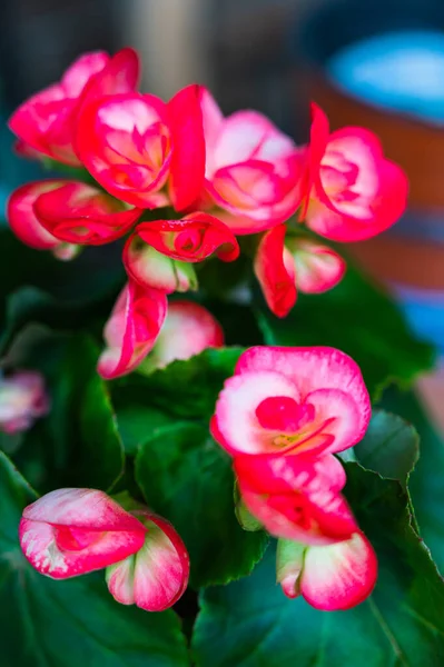 Vertikální Detailní Záběr Kvetoucí Růžové Begonia Květiny — Stock fotografie