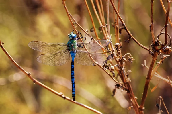 Den Blå Kejsaren Dragonfly Med Suddig Gratis Färg Bakgrund — Stockfoto