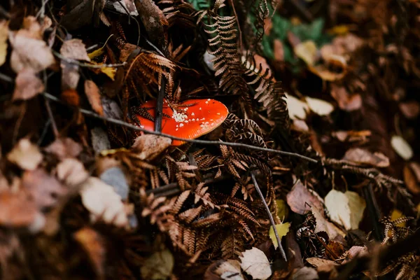 一个高角度的森林森林和一个红色的蘑菇帽 — 图库照片