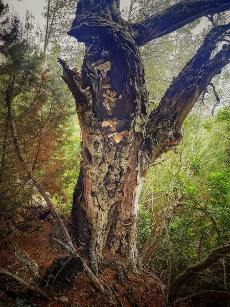 Tiro Vertical Uma Árvore Velha — Fotografia de Stock