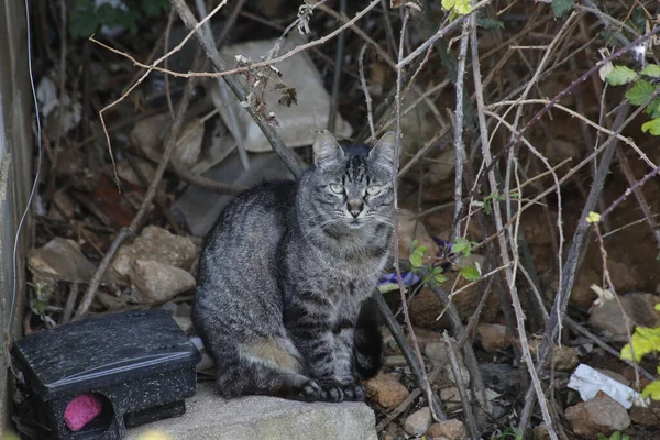 Curioso Gatto Grigio Seduto Sulle Pietre Tra Ramoscelli Secchi — Foto Stock