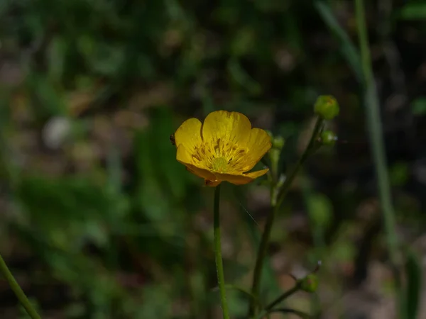 Eine Nahaufnahme Einer Wiesenbutterblume — Stockfoto