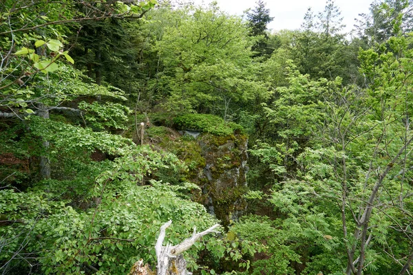 Tir Dans Une Forêt Verte — Photo