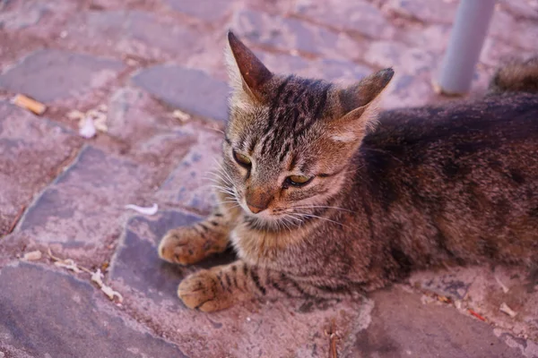 地面に横たわるかわいい毛むくじゃらの猫のクローズアップ — ストック写真