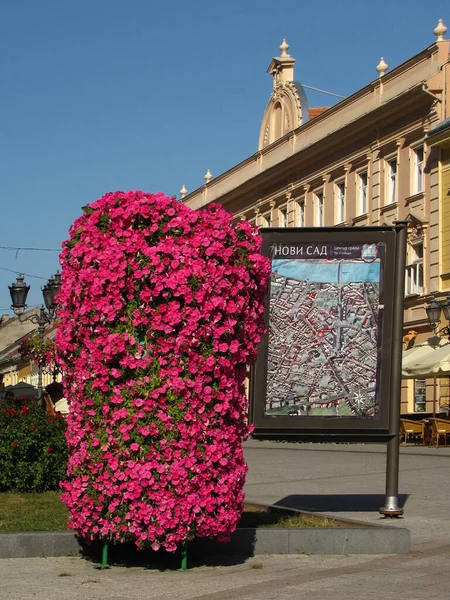 Novi Sad Serbia Aug 2010 Novi Sad Serbia August 28Th — Stock Photo, Image